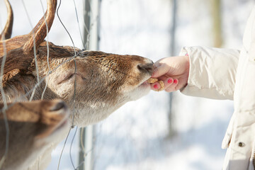 feeding of a deer standing behind a fence