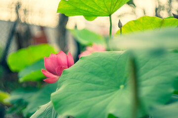 The lotus blooms in the morning in the swamp. Beautiful water plants floating in the water like...