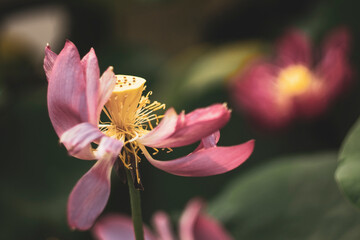 The lotus blooms in the morning in the swamp. Beautiful water plants floating in the water like...