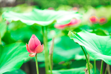 The lotus blooms in the morning in the swamp. Beautiful water plants floating in the water like...