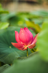 Fototapeta premium The lotus blooms in the morning in the swamp. Beautiful water plants floating in the water like Lotus in soft natural light. Lotus flowers in the evening.Close-up of water lily blooming outdoors