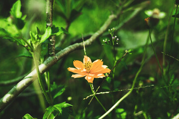 flowers by the farmer's fence, yellow and red flowers are so beautiful, like a young girl. Close-up of flowers blooming in field, Full frame shot of daisy flowers in park, inspiration and nature. Yell