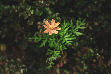 close up of summer sulfur Cosmos flower, yellow Cosmos flower.Cosmos sulphureus is a species of flowering plant in the sunflower family Asteraceae,