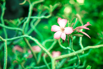 Close-up of yellow flowering plant,Plumeria flowers, close-up of pink flowering plant against...
