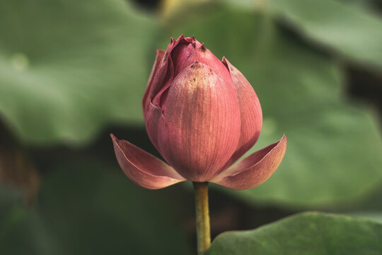 The lotus is a sacred symbol of Buddhist countries, the spirit of love of nature, eternal love. The lotus blooms in the morning in the swamp. Beautiful water plants floating in the water like Lotus in