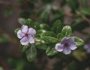 Madagascar Periwinkle Plant of the species Catharanthus roseus,white beautyful Vinca flower or Periwinkle Rose flower in garden or other name is bright eyes, Cape periwinkle, Madagascar periwinkle, 