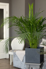 Decorative small palm tree hamedorea in the room