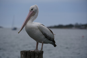 pelican on the pier