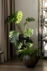 Monstera and fern in the living room interior in the light from the window