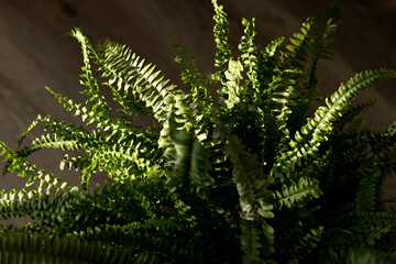 Dense green leaves of the nephrolepis fern illuminated from the side
