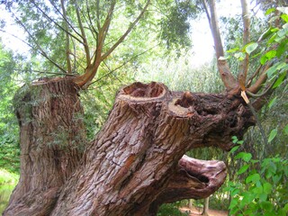 The old tree trunk in the forest