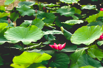 The lotus blooms in the morning in the swamp. Beautiful water plants floating in the water like...
