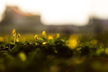 Arachis pintoi is Bright yellow flowers, Arachis pintoi 10–15 mm in size,Arachis pintoi grow on stems about 4–6 cm long.Arachis pintoi to being used as animal feed