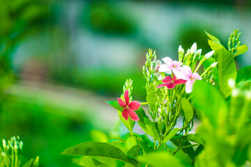 Combretum indicum are blooming and green leaf at summer,Combretum indicum flower are blooming and...