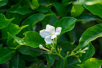 The stem  Tabernaemontana divaricata exudes a milky latex when broken, whence comes the name milk...