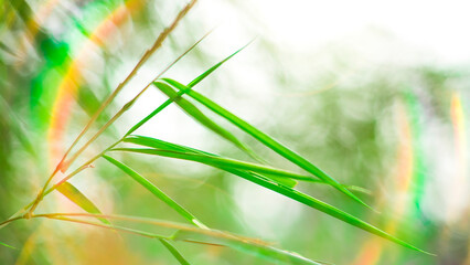 Bamboo is a group of perennial green plants with clustered roots, hollow inside, divided into many...