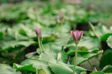 Close-up of water lily blooming outdoors,Close-up of pink lotus water lily. full bloom royal lotus flowers green leaves in lotus pond. china,