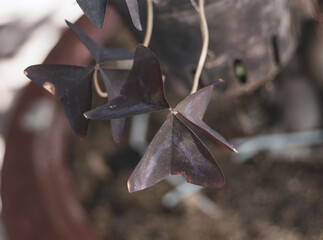 At night, the leaves of Christia species will spread out and close at night, looking like sleeping...