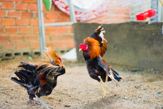 fighting chickens at the chicken farm, they are prepared for bloody battles for hundreds of millions of Vietnamese dong.
Three chickens standing on a patch of grass in the snow during winter.