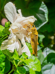 Locust Feeding on a Hibiscus Flower - 717549750