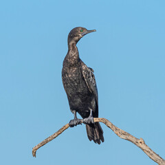 A Little Black Cormorant - 717549979