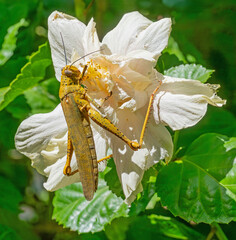 Locust Feeding on a Hibiscus Flower - 717550386