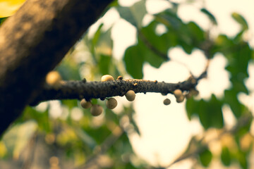Ficus glomerata,Ficus glomeratat plant tree ficus Carica vegetable,Closeup shot of a immature Ficus glomerata in sunny ambiance,