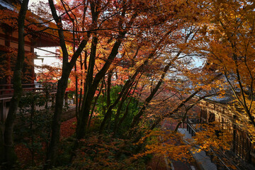 Kyoto Eikando temple autumn scenery