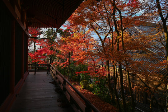 Kyoto Eikando temple autumn scenery