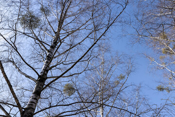 Bare trees in sunny spring weather, bare deciduous trees
