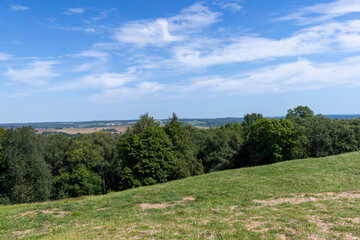 Fototapeta premium a large number of different deciduous trees in the summer