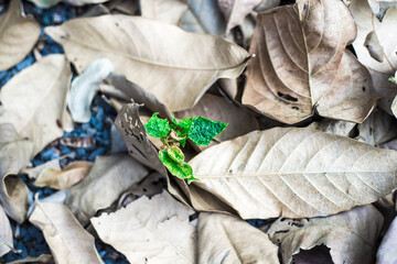 Flowers and leaves against the sun will be more beautiful, all magical from the rays of sunlight spreading across the forest