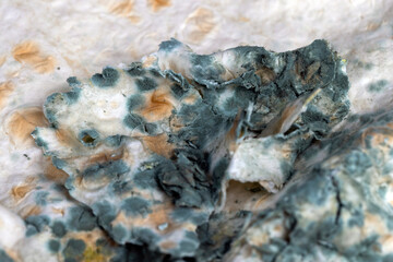 mold-covered spoiled thin wheat pita bread