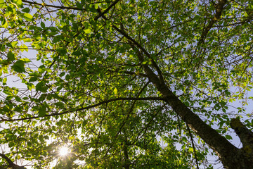 Fototapeta na wymiar green cherry foliage in close-up against a blue sky