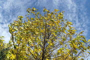 yellowing foliage on ash trees in autumn weather