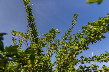green berries on gooseberry bushes against a blue sky