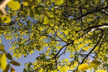 Fototapeta premium yellow-green walnut foliage in a fruit garden