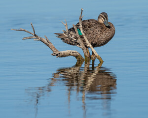 A Pacific Black Duck - 717556727