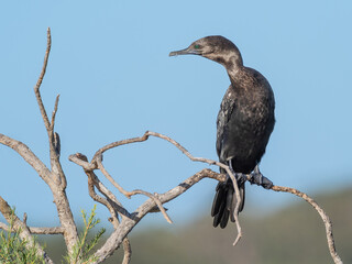 A Little Black Cormorant