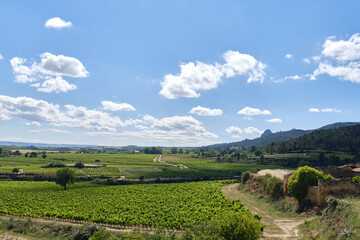 Fototapeta na wymiar fields of vineyards , la Rioja, Spain