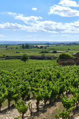 Fototapeta na wymiar fields of vineyards , la Rioja, Spain