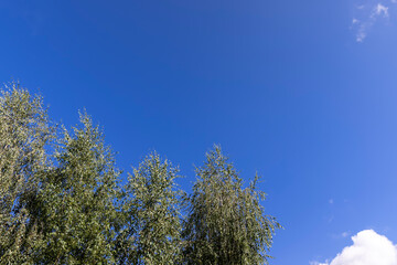 Obraz premium High birch tree in summer