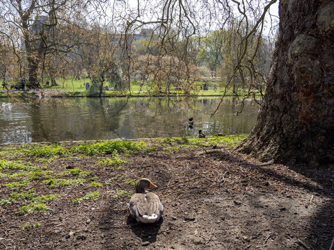 Parque con cisnes III 
