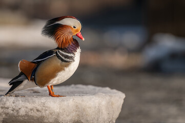 a mandarin duck standing on the ice at the riverside