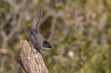 Sardinian Warbler male on the trunk	