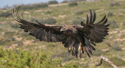 the majestic golden eagle in flight	