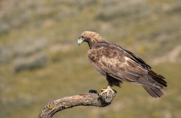 the majestic golden eagle on the trunk	