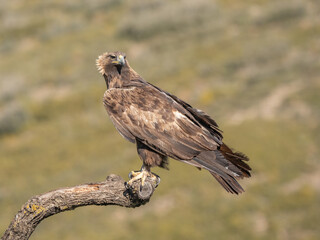 the majestic golden eagle on the trunk	