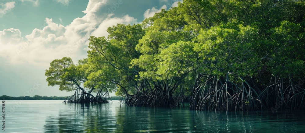 Poster mangrove trees on shoreline conservation land from seawater abrasion. Copy space image. Place for adding text or design