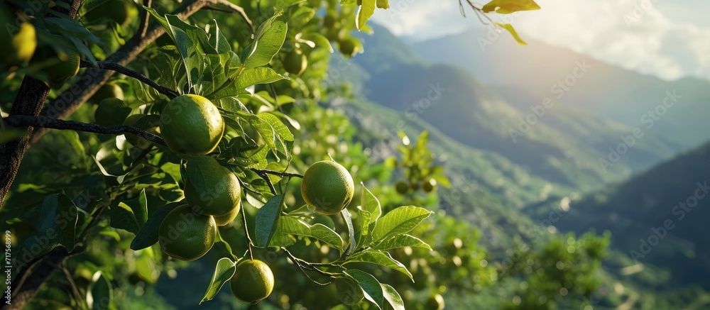 Aufkleber Green grapefruit growing on tree with mountain view. Copy space image. Place for adding text or design